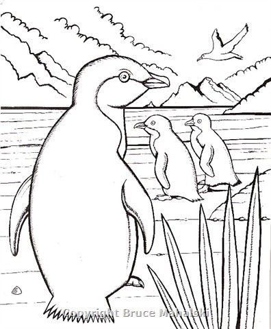 15 -Little Blue Penguins - Picture